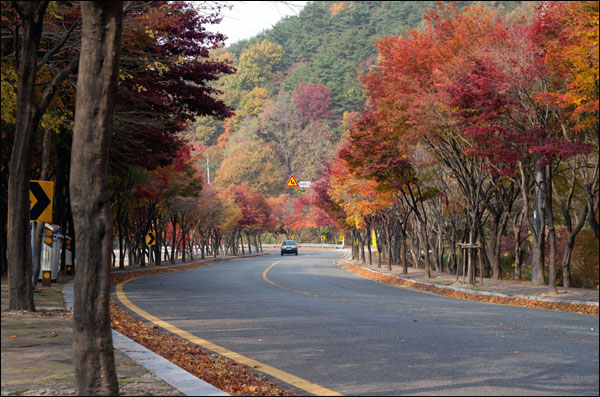  팔공산 순환도로는 평상시에는 한적한 숲길이다. 드라이브 코스로도 각광 받는 이런 길이 있다는 것은 대구시민에겐 축복이다.