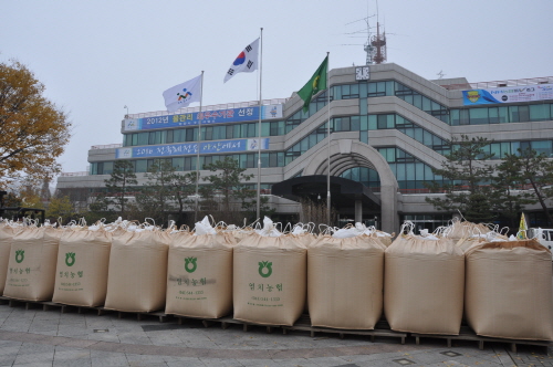 11월7일 어전부터 아산시청 앞 광장에는 올해 수확한 볏 나락이 쌓이고 있다. 