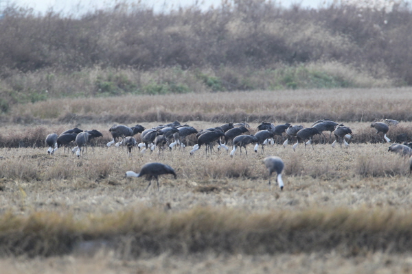 200여 마리의 흑두루미들이 천수만의 논밭에서 먹이활동을 하고 있다. 
