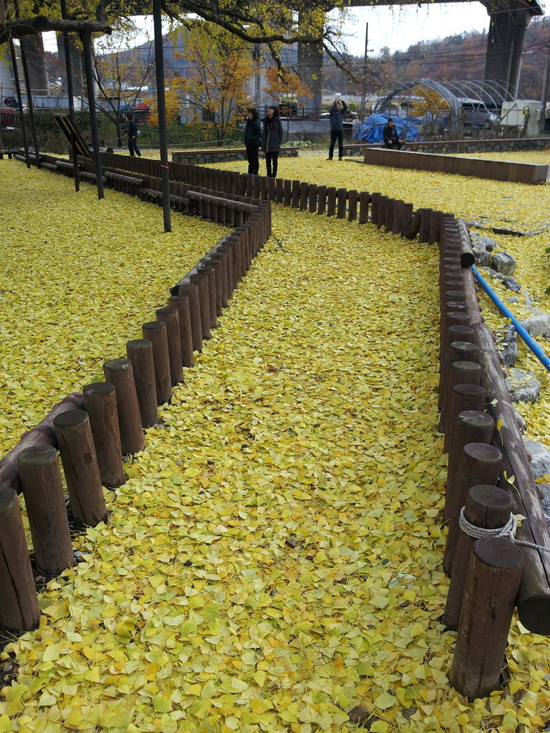 노오란 은행잎이 황금길을 만들어 놓았다.