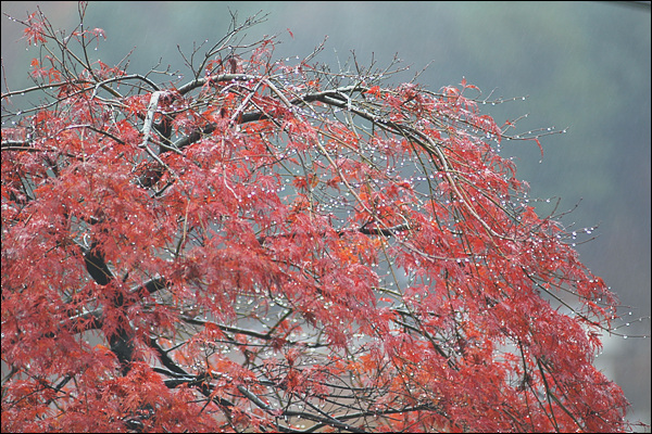 겨울비를 맞은 단풍나무가 이파리를 떨어뜨린 가지에 물방울 보석을 달고 있다.