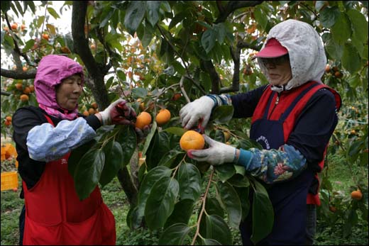 백종만 씨의 감나무 밭에서 마을 아주머니들이 감을 수확하고 있다.