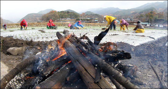  초겨울 날씨를 보인 20일 경남 함양군 백전면 한 들녘에서 아낙네들이 모닥불을 피워놓고 막바지 마늘모종을 옮겨 심고 있다.
