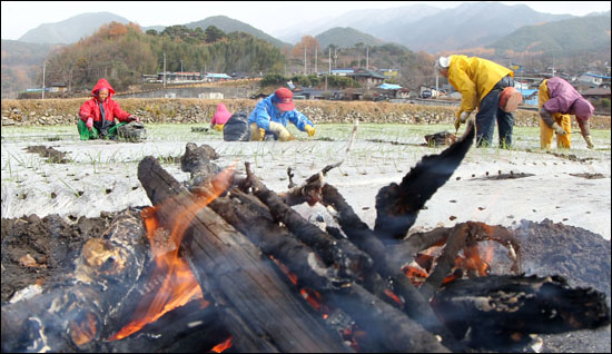  초겨울 날씨를 보인 20일 경남 함양군 백전면 한 들녘에서 아낙네들이 모닥불을 피워놓고 막바지 마늘모종을 옮겨 심고 있다.
