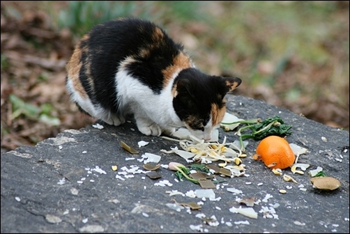 칠불사 헌식대에서 식사중인 고양이