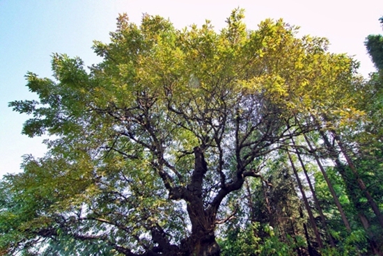 잎이 무성한 물푸레나무의 모습(자료사진)