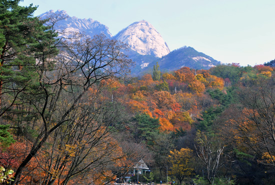삼각산의 뒤태가 곱습니다. 백운대·인수봉·만경대 낙엽이 황홀하니, 여행자는 그제야 가을 깊은 줄을 압니다.