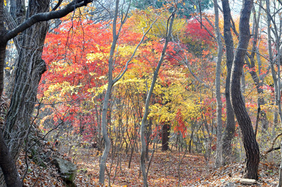 울긋불긋 색조화장에 숨 막히는 아름다움이 꽉 찬 숲. 느티, 단풍, 생강, 산벚나무 얽히고설켜 오색찬란한 곳, 가을 숲.