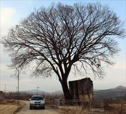  문성리 고인돌의 크기는 그 옆에 선 자동차와 비교해보면 알 수 있다.