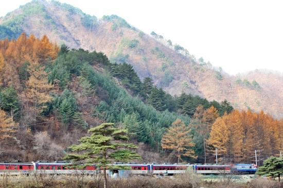낙동강을 따라 달리는 기차는 토종 소나무와 리기나 소나무의 색깔을 배경으로 하나가 된다. 