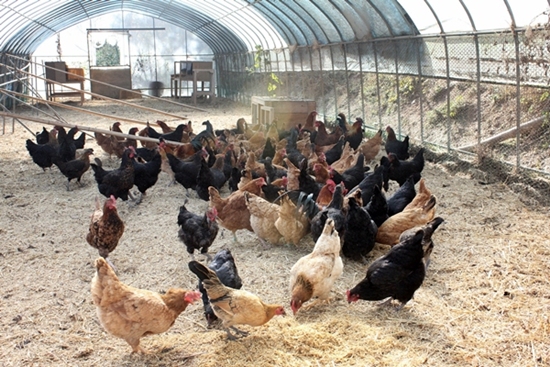 변산공동체마을에서는 닭도 토종닭이다. 이곳은 아직도 화학비료 등을 일체 사용하지 않는다