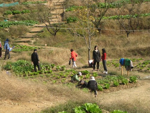 도시농부학교 수강생들이 실습텃밭에서 농사일을 하고 있다. 