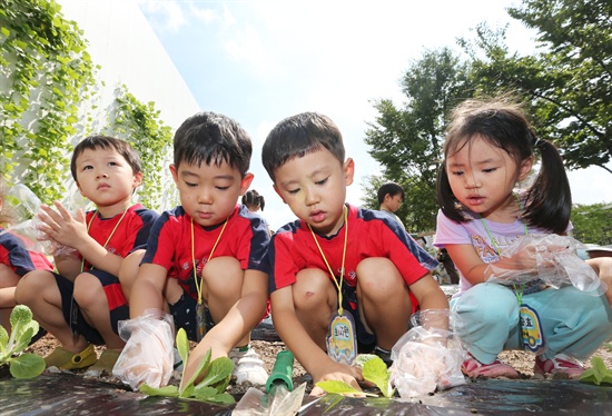 지난해 9월 5일 서울 성동구 서울숲 도시농업 체험장에서 관내 어린이들이 가을철 배추모종 심기 체험을 하고 있다.