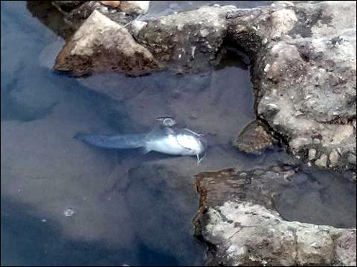 삼성천을 산책하던 시민이 촬영한 폐사 물고기(메기)