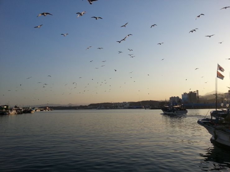 석양이 지면서 오징어잡이 배가 출항하고, 때를 맞춰 갈매기들이 집단으로 날아 오르고 있다. 