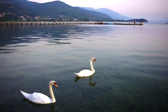 마케도니아 오리드의 호수. 백조가 헤엄치는 평화로운 풍경.