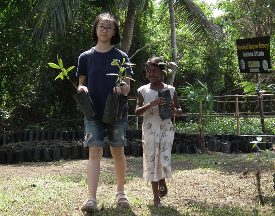 2004년 동남아시아 쓰나미 사태 이후 맹그로브 숲에 대한 관심이 증가하고 있다. 쓰나미도 막아 주는 홍수림이자, 생태계의 보고로서의 맹그로브 숲 복원 활동은 스리랑카에서 빈민 퇴출 활동과 함께 병행되고 있다. 
