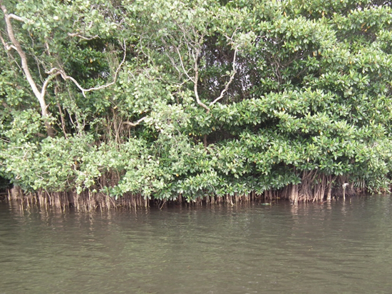 맹그로브 숲은 홍수 방지 뿐만 아니라, 물고기 산라처 및 치어들의 피난처, 육지 침시 방지 등의 효과가 있다. 태국 등 동남아에서는 여전히 맹그로브 숲 등이 새우 양식장으로 훼손되고 있다. 