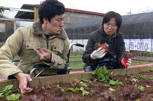 작년, 울림장애인자립생활센터 회원 김민곤씨(왼쪽)와 김경현 활동가가 아쉬운 마음으로 남아 있는 상추를 거두고 있다