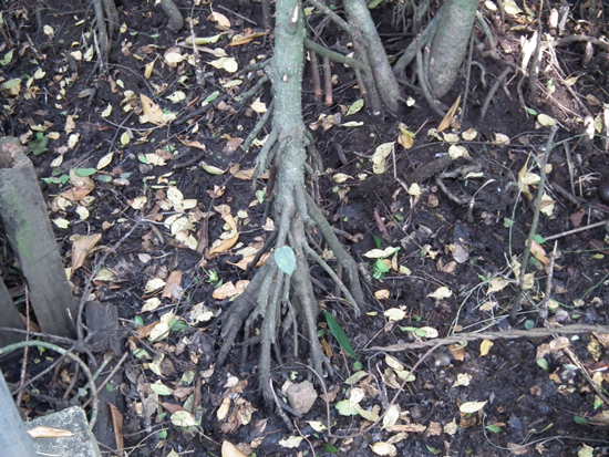 사방으로 뻗은 뿌리 하나하나가 마치 말뚝처럼 토양을 지탱해 쓰나미를 견뎌내고 있다. 