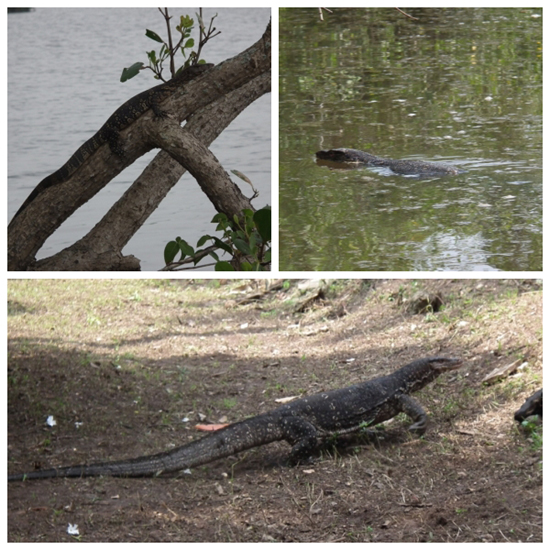 이 지역에서 가장 흔하게 만나는 것이 물도마뱀으로 다자란 놈은 길이 2.5m에 달한다. 호수와 맹그로브 숲이 있어 다양한 생태계가 유지되고 있다. 
