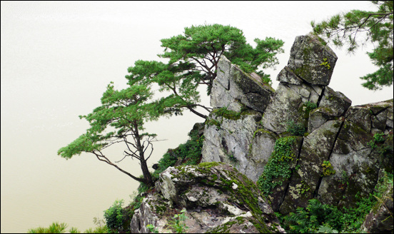 <양화소록>의 저자인 강희안이 기암 절벽 위에서 자라고 있는 저 소나무를 봤다면 뭐라고 기록했을지가 궁금해집니다. 