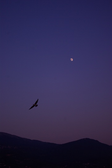 해질 무렵의 마케도니아 오리드. 달 아래 새가 날았다.
