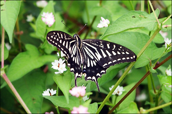 나비를 바라보는 슐체의 눈길은 나비를 닮았습니다.
