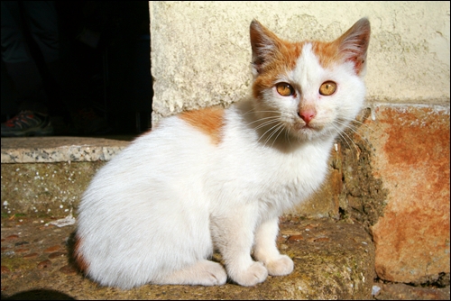 알베르게 숙소에서 만난 귀여운 고양이.