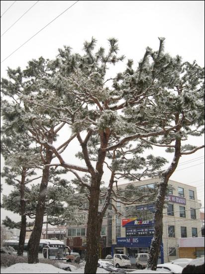 소나무는 흰눈 내린 겨울에 자신의 존재를 드러냅니다. 