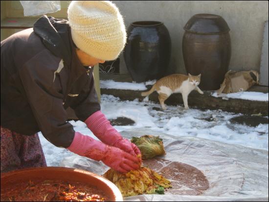  김장하는 데 길고양이도. 우리 집에는 길고양이가 많습니다. 새우젓갈 냄새가 났는지 주위를 기웃거렸습니다. 