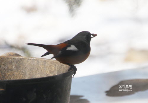 딱새도 해모밥이 눈온 뒤 먹이를 구하기 어려운 때의 비상식량이다. 