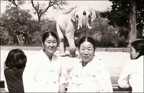 친자매처럼 지냈던 군산 어머니(오른쪽)와 광천 어머니(왼쪽). 1970년 봄 창경원(창경궁)
