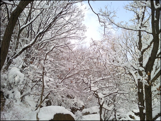  서울시 노원구 상계동 수락산(해발 638m) 정상부근 능선길에 벚꽃길 같은 눈꽃길이 펼쳐져 있다.
