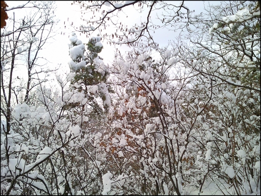 서울시 노원구 상계동 수락산(해발 638m) 정상부근 능선길에 벚꽃길 같은 눈꽃길이 펼쳐져 있다
