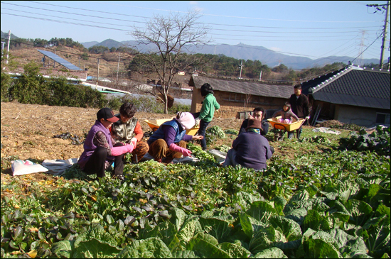 배추를 절인 후 김장에 쓰일 무며 갓 등을 손질하고 있다. 멀리 보이는 산이 모악산이고 왼쪽의 공동묘지는 동학농민군의 마지막 전투지이자 패전지인 구미란 전적지 일부다. 그들의 전사로 공동묘지가 시작되었다고 한다. 동학농민군은 마을 한가운데로 난 길로 신태인 정읍을 거쳐 고창 등지로 갔다. 