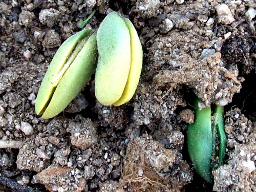 서리태를 심은지 6일 후에 땅을 밀고 나오는 귀여운 콩 싹(6월 18일)