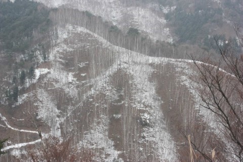 인제군 남면 수산리 자작나무 숲 멀리서 본 자작나무 숲