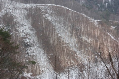 인제군 남면 수산리 자작나무 숲 멀리서 봐도 좋다