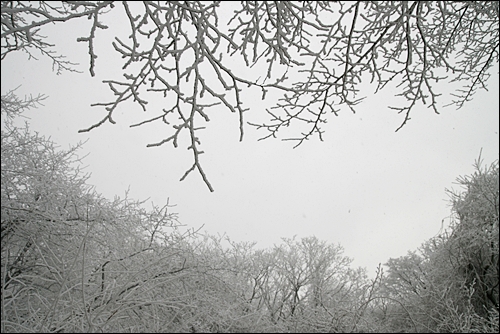 겨울나무와 눈꽃.