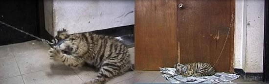 아기 호랑이 크레인은 어릴 적 야생성 박탈을 위한 훈련을 받았다.(왼쪽) 울다 지쳐 신문지 위에서 자고 있는 크레인. 다큐멘터리 <작별>의 한 장면.