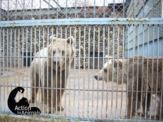 드림랜드에서 소유권을 포기한 유럽불곰. 현재 갈 곳이 없는 상태.