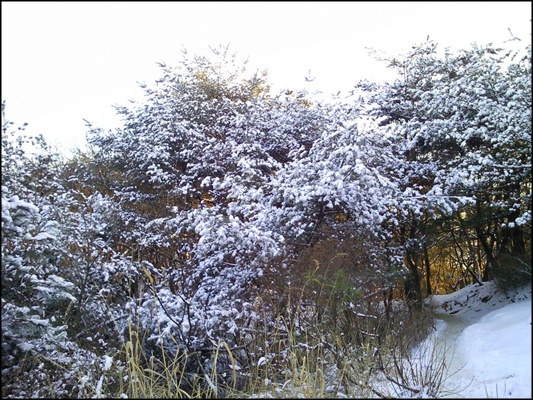 서울시 중랑구 면목동 용마산(해발 348m) 정상부근 능선길 야트막한 노송나무 사이사이 하얗게 밀가루를 뒤집어 쓴 것 같은 눈꽃이 펼쳐져 있다.
