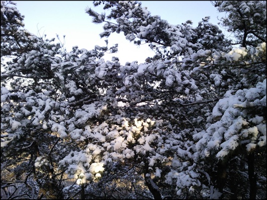 서울시 중랑구 면목동 용마산(해발 348m) 정상부근 능선길 야트막한 노송나무 사이사이 하얗게 밀가루를 뒤집어 쓴 것 같은 눈꽃이 펼쳐져 있다.
