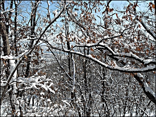 
서울시 중랑구 면목동 용마산(해발 348m) 정상부근 능선길에 야트막한 참나무 가지에 벚꽃 같은 눈꽃길이 펼쳐져 있다. 

