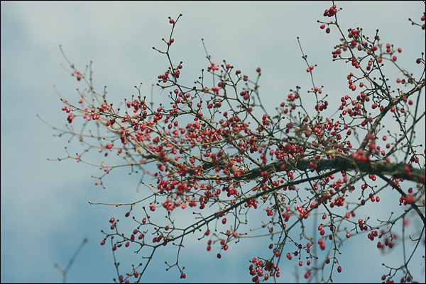추운 겨울, 알알이 붉은 열매들이 봄꽃처럼 달려있다.