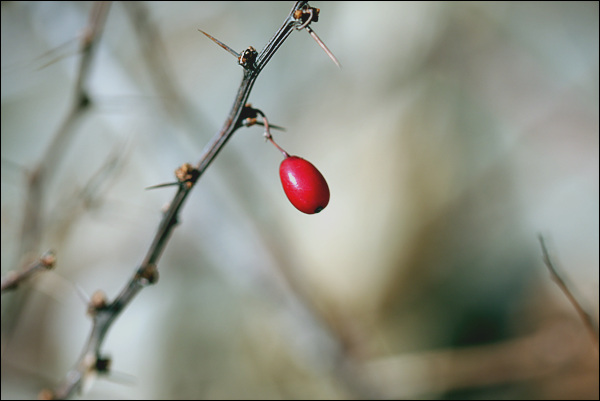 달랑 하나 남겨진 붉은 열매, 하얀 겨울에 붉은 열매는 매혹적이다.