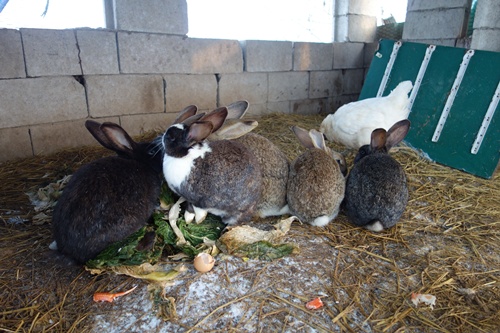 토끼들이 닭과 함께 평화롭게 살고 있어요.