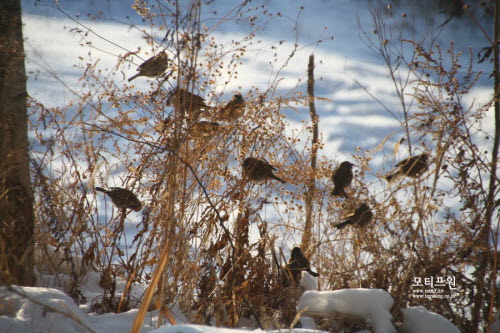 무리를 지어 매일 방문하는 참새 떼. 이들의 방문은 삭막한 겨울 풍경을 따뜻하게 바꾸어놓습니다. 