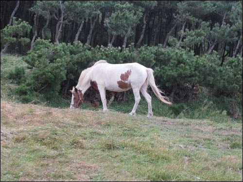  제주도 서귀포시 송악산에서 풀을 뜯고 있는 백마.
